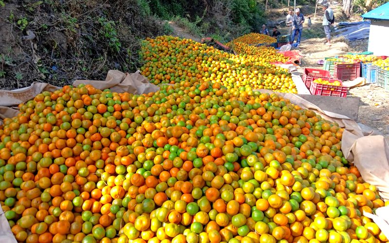 अछाममा बजार लैजान थुपारिएको सुन्तला