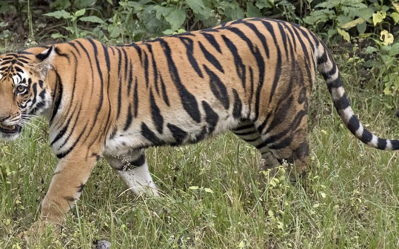 कञ्चनपुरमा पुनः बाघको आंतक, गाई–भैंसी चराउन गएका एक जना घाइते