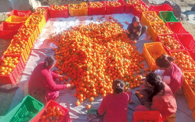 बाजुरामा अन्नबालीभन्दा सुन्तला खेतीले फाइदा