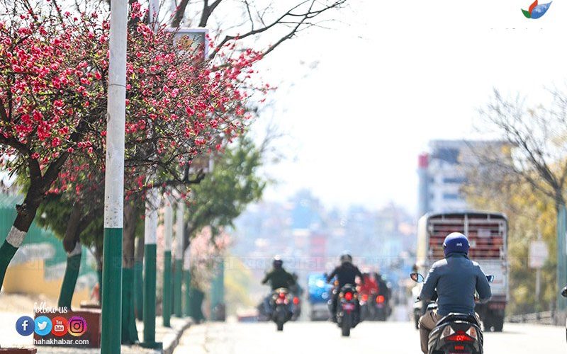 वसन्त ऋतुको आगमनसँगै फूल्न थाले चेरी