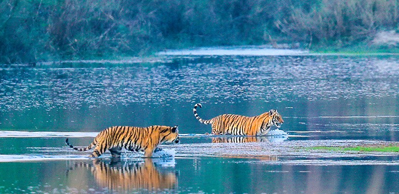 नेपालले धान्नसक्ने बाघको संंख्या ४०० !