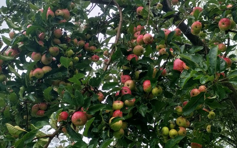 बाजुराका स्याउ काँचै, ढुवानीमा अनुदानको प्रक्रिया अगाडि बढेन