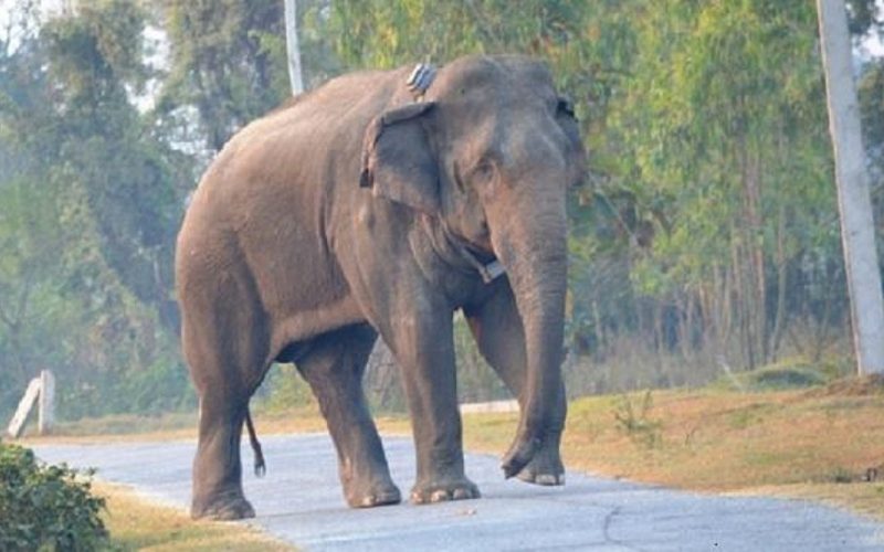 जङ्गली हात्ती दिउँसै बस्तीमा पसेपछि..