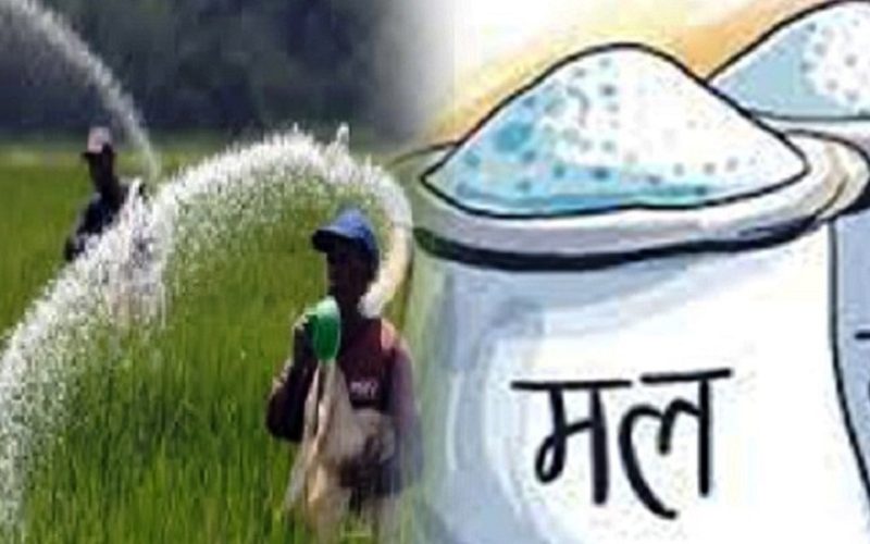 सहकारीले समयमा रासायनिक मल नल्याएपछि किसान समस्यामा