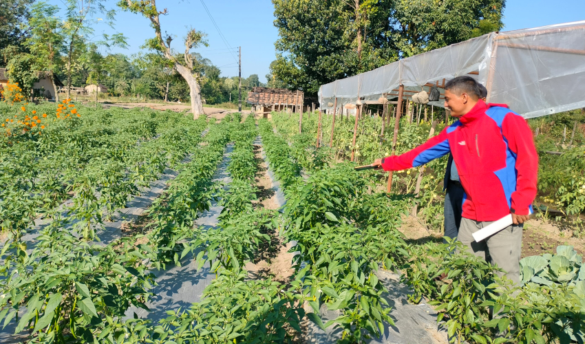 कञ्चनपुरका नौ वटै स्थानीय तह ‘कृषि पकेट क्षेत्र’