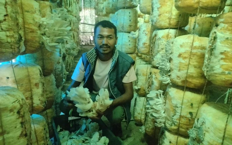 हाइटेक टनेलमा च्याउखेती गरी मनग्य आम्दानी