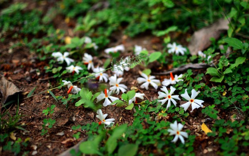 एक रातको जीवन बाँच्ने बैंसालु फूल