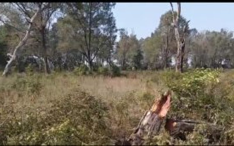 गौरीघाट वन फँडानी: बयान लिने काम अन्तिम चरणमा