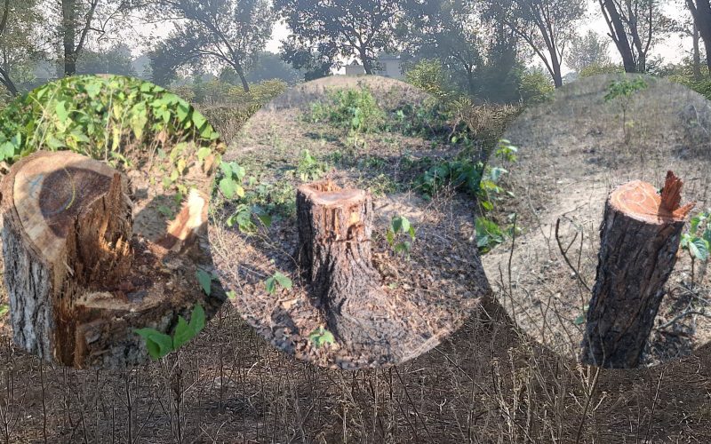 कञ्चनपुरको कृष्णपुरस्थित एक सामुदायिक वनमा एकैदिन १६४ रुख काटिए